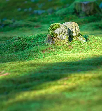 pexels-pixabay-302100 1